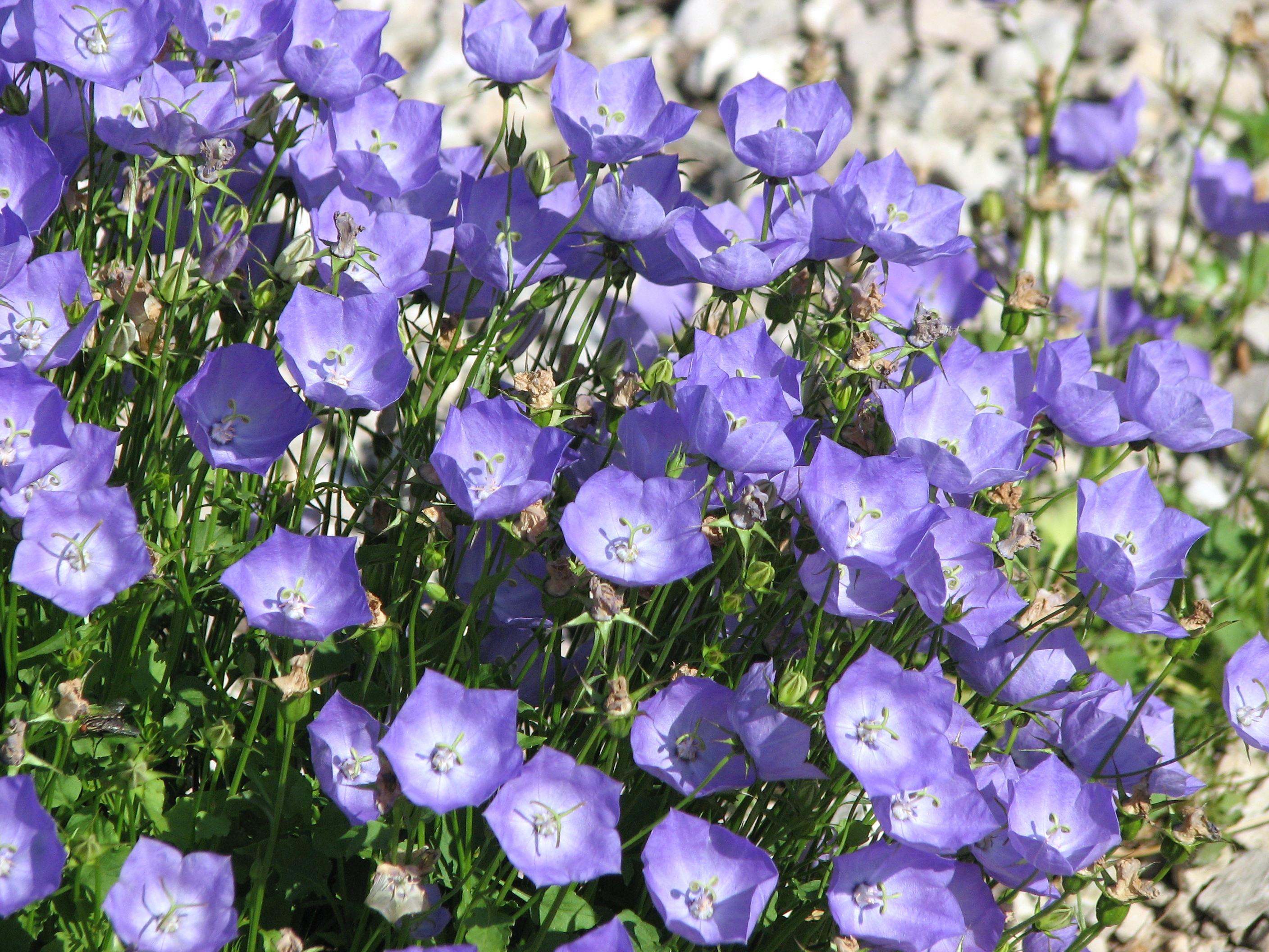 tussock bellflower
